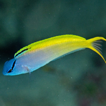 Meiacanthus atrodorsalis : 3 à 5 cm